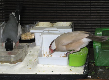 ようやく慣れてきたシナモン文鳥(ニッキ)