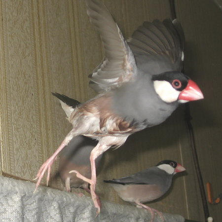 さえずって逃げ出すハル