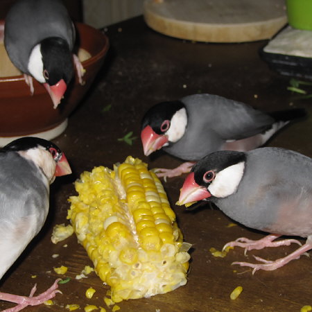 トウモロコシに群がる文鳥たち