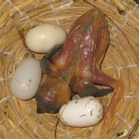 孵化10日目の文鳥ヒナ(イ)