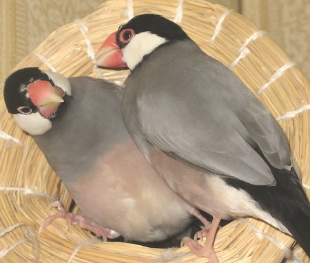 カンとハル