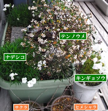 「文鳥墓苑」の現在