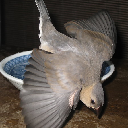 水の入った小鉢からこけた文鳥ヒナ(トミ)