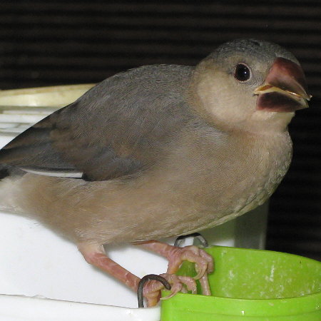 孵化40日目の文鳥ヒナ(マナツ)