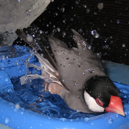 一仕事終え水浴びに興じる文鳥(キュー)