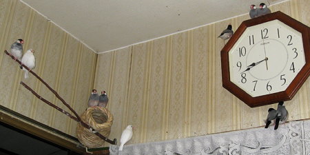 夫婦単位でくつろぐ文鳥たち