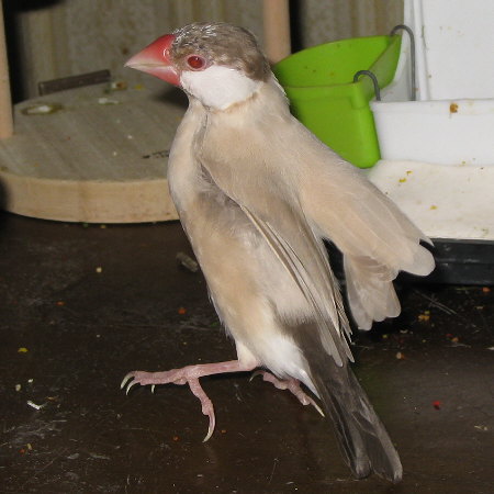 換羽中のシナモン文鳥(ニッキ)