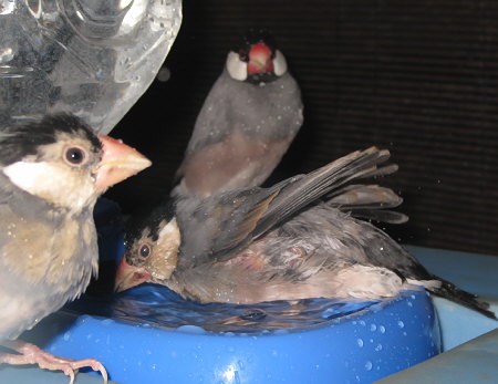 水浴びする文鳥の中雛2(イッツ・ノッチ)
