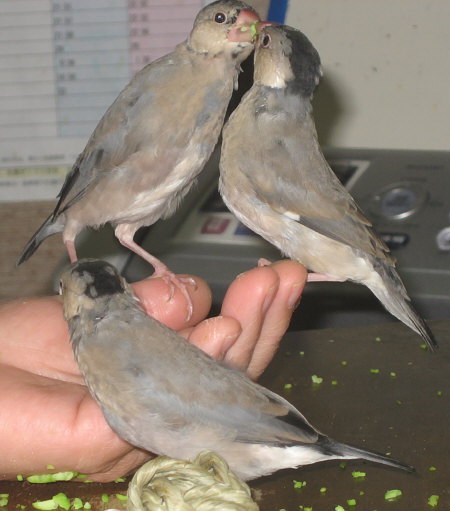 いがみ合うラックとシュー