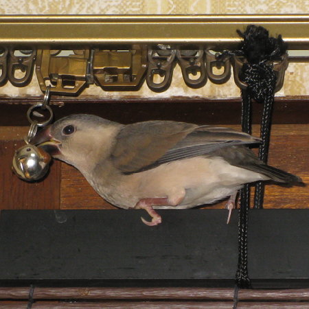 鈴で戯れる文鳥の中雛(トミ)