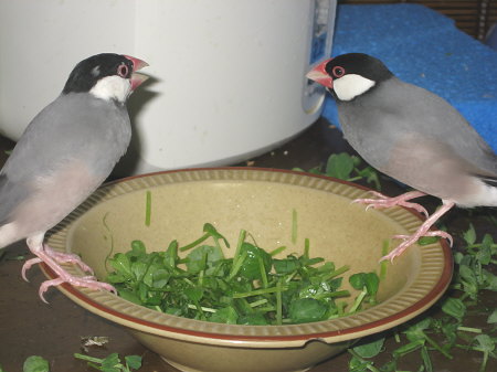 微妙な距離感のカエとテン