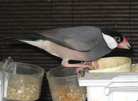 抱卵を始めたメス文鳥(イッツ)