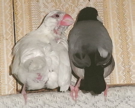 禿げた文鳥とその夫