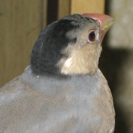 ヒナ換羽中の文鳥2(マナツ)