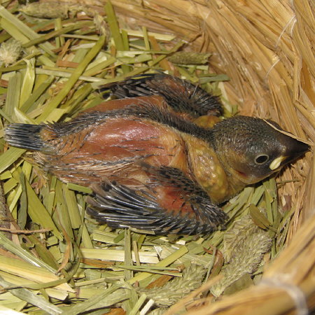 孵化16日目の文鳥ヒナ(クリ)