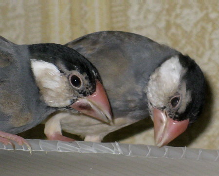 イタズラをしている文鳥の中ヒナ(ノッチ・イッツ)