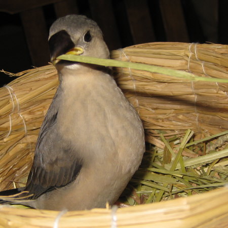 孵化30日目の文鳥ヒナ(クリ)2