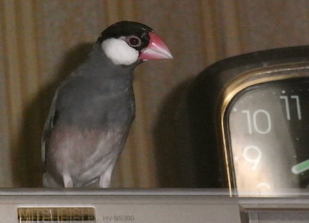 様子をうかがう文鳥(マキ)