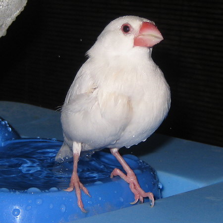 水も滴る白文鳥(ミナ)