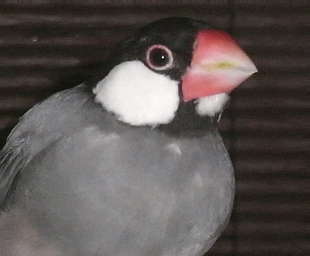 換羽でいらつき気味の文鳥(テン)