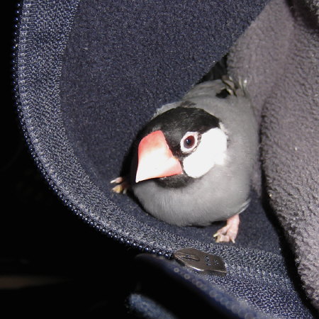 懐中の文鳥(カナ)