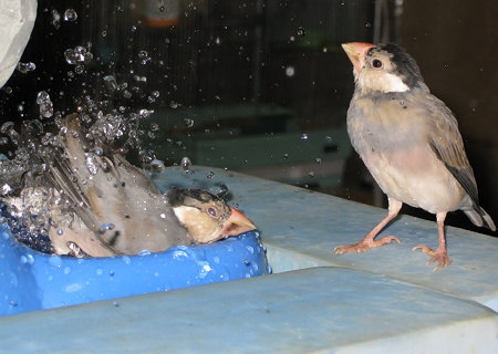 水浴びする文鳥の中雛(ノッチ・イッツ)
