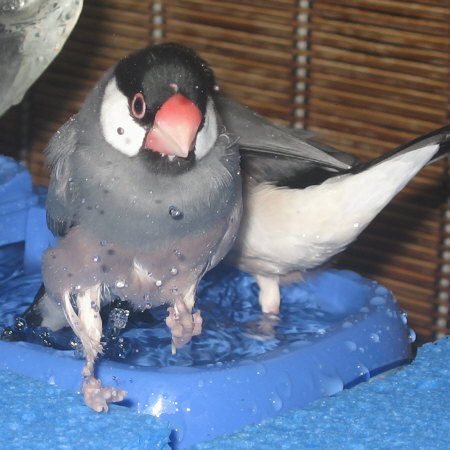 夫のデコに場所を譲ったカナ