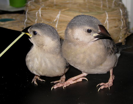 孵化29・30日目の文鳥ヒナ