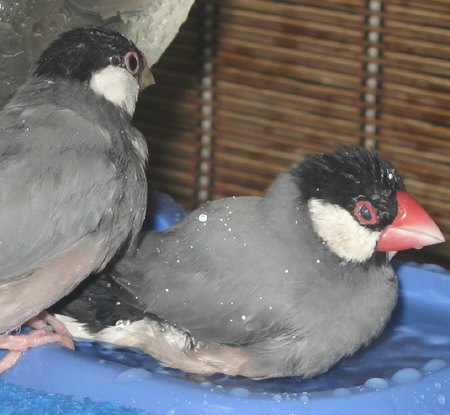 夫婦水浴びカナとデコ