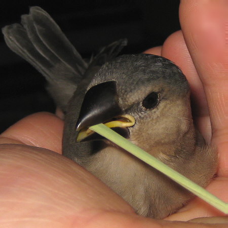 孵化30日目の文鳥ヒナ(トミ)