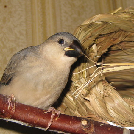 孵化34日目の文鳥ヒナ(トミ)
