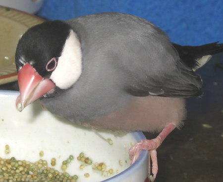 食欲はありながら