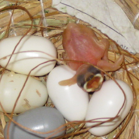 孵化当日の文鳥ヒナ