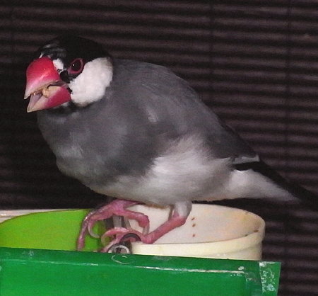 ヒエ好きになったらしい文鳥(ヤッチ)