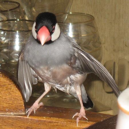 生後一年未満の小僧文鳥(ノコリ)