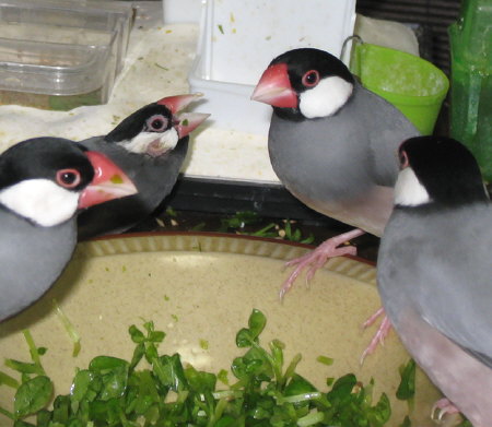 不自由でも気は強い文鳥(カナ)
