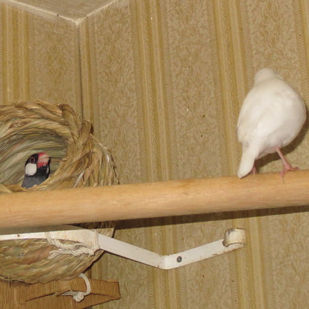 ツボ巣を占拠する文鳥（サカ）