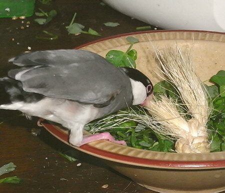 麻縄と格闘する文鳥