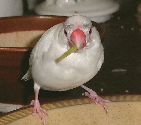 ハゲちょろけの眉文鳥(ミナ)