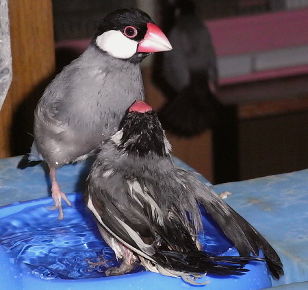 年寄りの冷や水文鳥(オッキ・ノコリ)