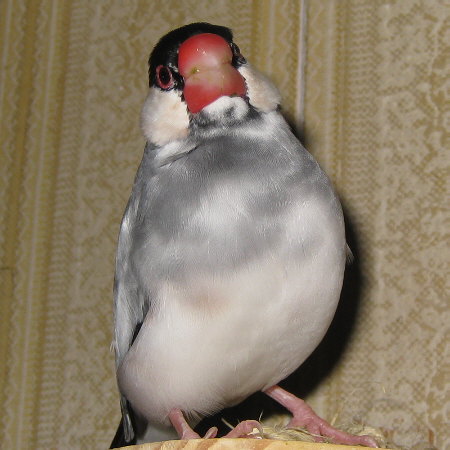 顔と態度がデカイ文鳥(アト)