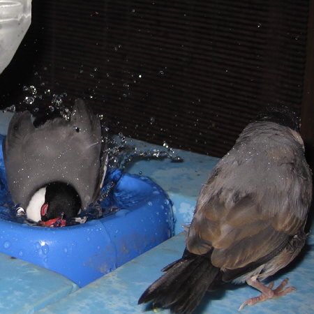 父文鳥(キュー)の模範「演技」を見入る子文鳥(クリ)