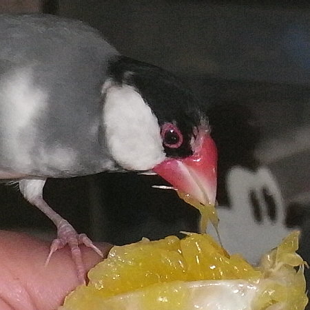 ジューシーフルーツを食べる文鳥(ゲン)