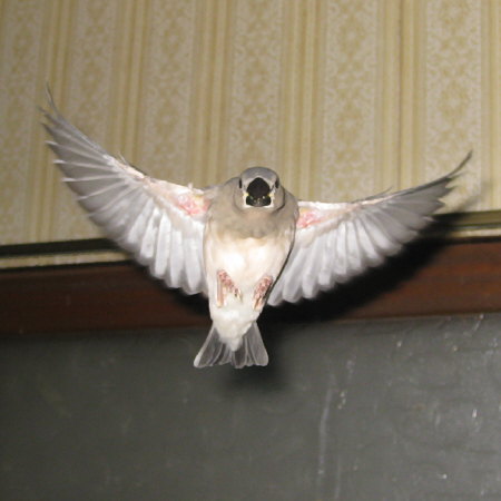 孵化31日目の文鳥ヒナ(トミ)