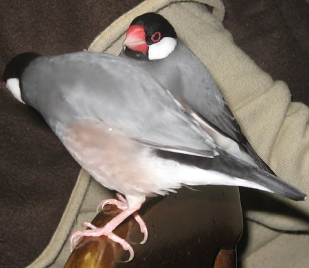 父に言い寄る息子文鳥(キュー・テン)