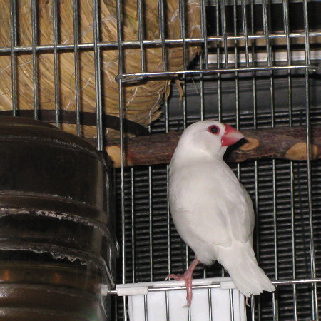 間男希望の文鳥(シン)
