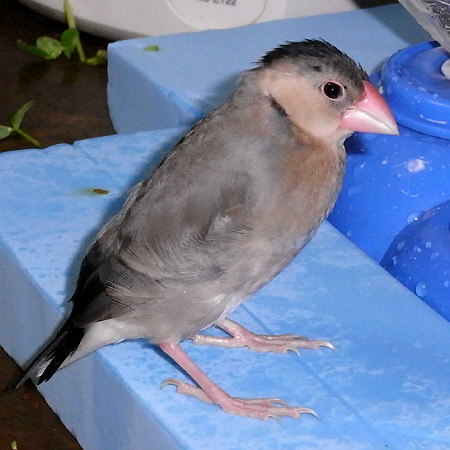 ヒナ換羽中の桜文鳥(ノコリ)
