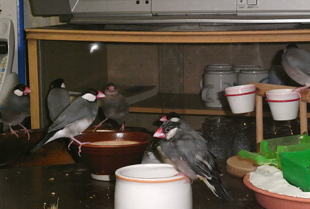 文鳥たちいつもの光景