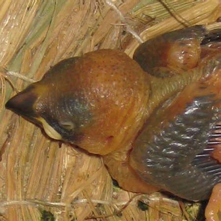 孵化11日目の文鳥ヒナ(ノ)