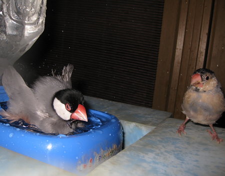 9代目文鳥に横入りされた13代目